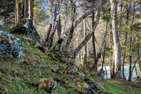 Birch on the mountain slope Stock Photos