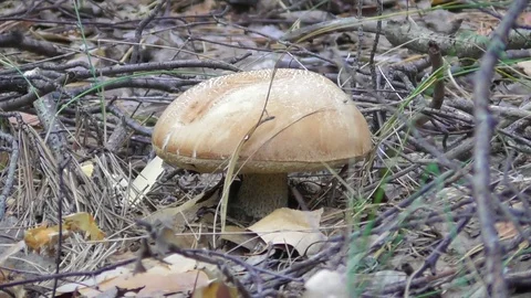 Birch mushroom Video stock 118803499