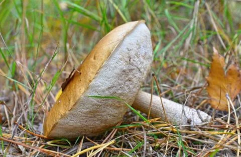 Birch mushroom Stock Photos