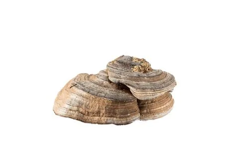 Birch mushroom with rough texture isolate on white background Stock Photos