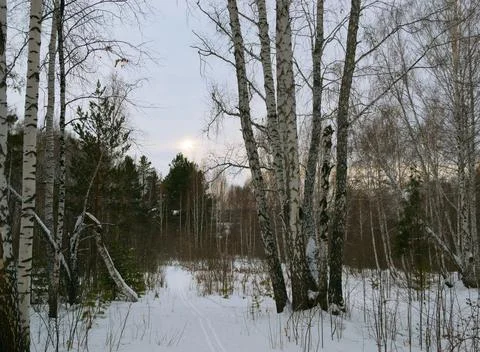 A birch next to a path in a mixed winter forest against the backdrop Stock Photos