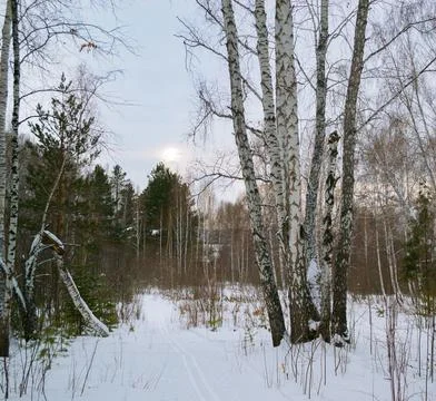 A birch next to a path in a mixed winter forest against the backdrop of the e Stock Photos