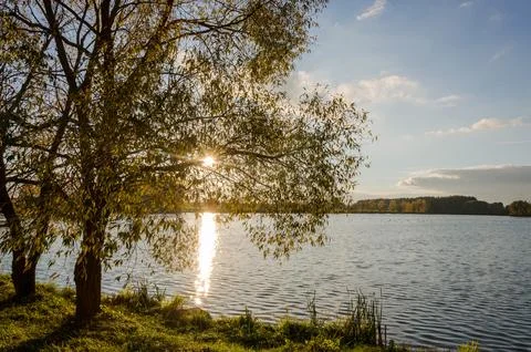 Birch on the ?oast lake. Reflection of light in the water from the rays of .. Stock Photos