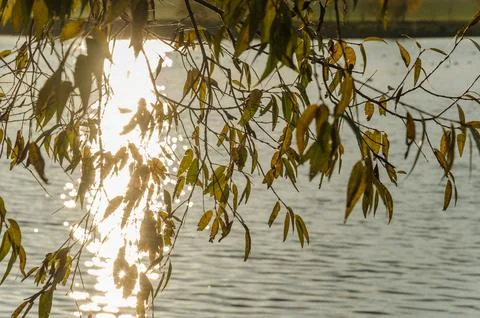Birch on the ?oast lake. Reflection of light in the water from the rays of th Stock Photos