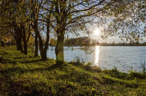 Birch on the ?oast lake. Reflection of light in the water from the rays of .. Stock Photos
