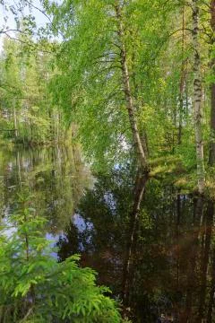 Birch onshore Stock Photos