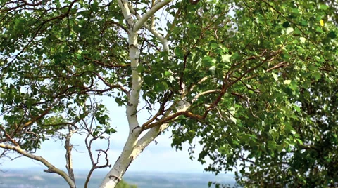 Birch panorama Stock Footage 32506985