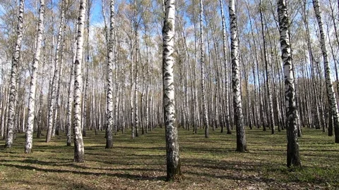 Birch park with the first spring April greenery Stock Footage 188042012
