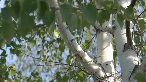 Birch in the Park 库存影片 93720152