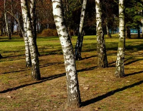 Birch in park Stock Photos