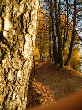 Birch in the park Foto stock