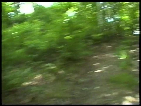Birch Path Stock Footage 340541244