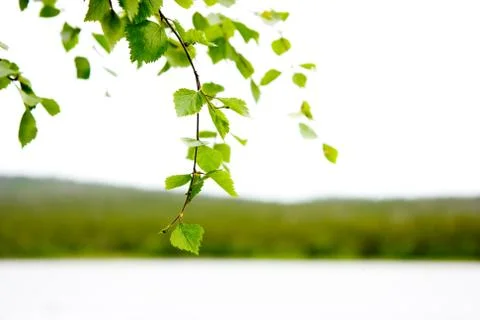 Birch Stock Photos