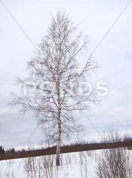 Birch Stock Photos