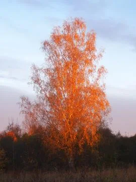 Birch Stock Photos