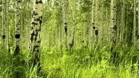 Birch Stock Photos