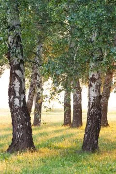 Birch Stock Photos