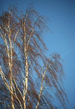 Birch Stock Photos