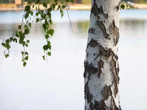 Birch Stock Photos