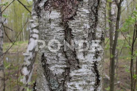 Birch Stock Photos