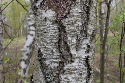 Birch Stock Photos