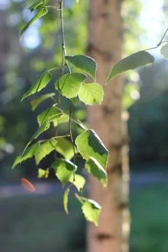 Birch Stock Photos