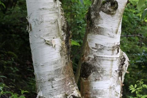 Birch Stock Photos