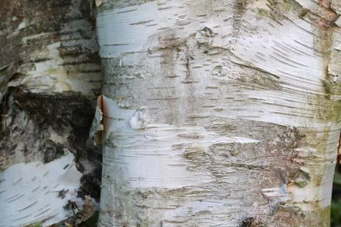 Birch Stock Photos