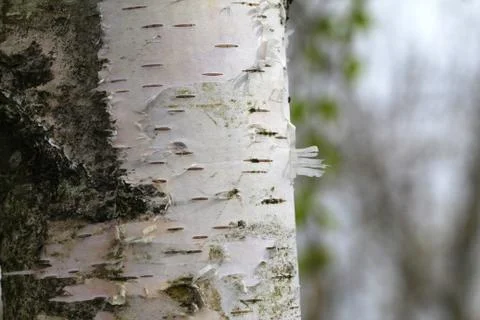 Birch Stock Photos