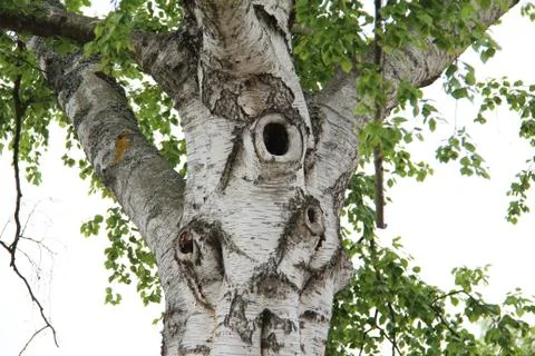 Birch Stock Photos