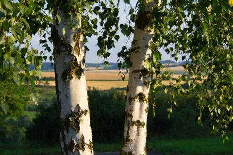 Birch Stock Photos