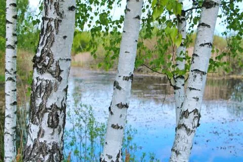 Birch Stock Photos