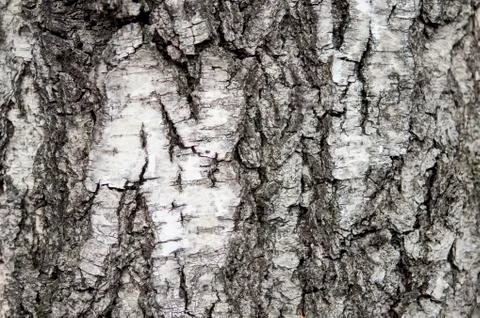 Birch. Stock Photos