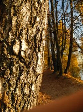 Birch Stock Photos