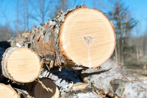 Birch Piled on Logging Site Stock Photos