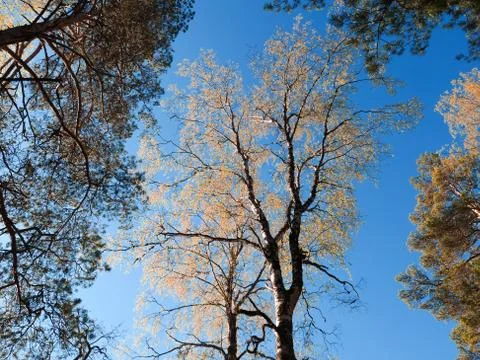 A birch with pines Stock Photos