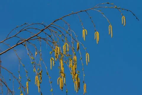 Birch pointer with birch pollen Stock Photos