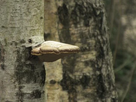 Birch Polymore on a Tree Stock Photos