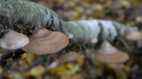 Birch Polypore on dry birch tree (Fomitopsis betulina), medicinal mushroom 스톡 동영상 319916482