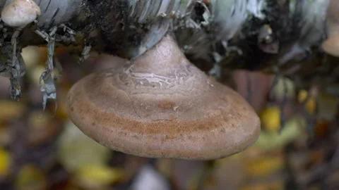 Birch Polypore on dry birch tree (Fomitopsis betulina), pharmaceutical mushroom 스톡 동영상 319919014