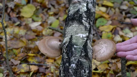Birch Polypore on dry birch tree (Fomitopsis betulina), medicinal fungus 스톡 동영상 319934536