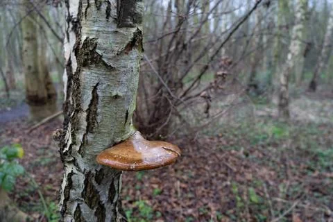 Birch Polypore on tree  on overcast winter day on urban woodland Foto stock