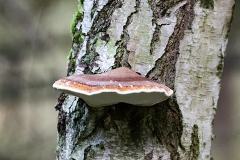 Birch polyporeon a birch tree trunk in close-up with soft green background Foto stock