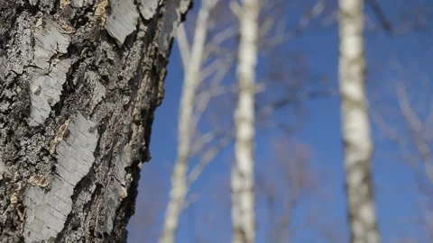 Birch rack focus Stock Footage 287917375