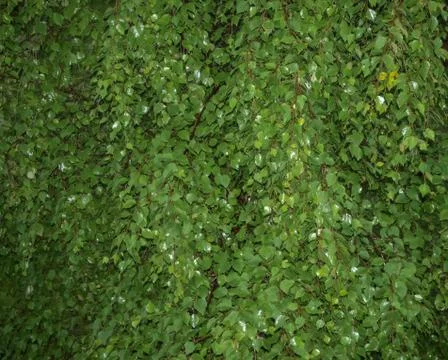 Birch on a rainy evening (texture) Stock Photos