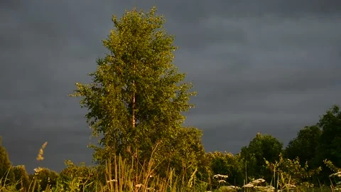 Birch in the rays of the setting sun against a dark sky Stock Footage 138734772