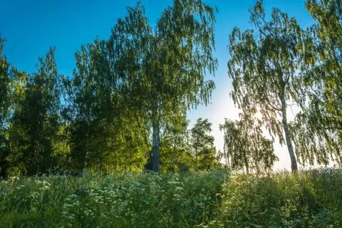 Birch in the rays of the setting sun. Stock Photos
