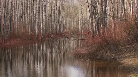 Birch Reflecting Pool Rippling in Springtime Breeze 1 Stock Footage 11007550