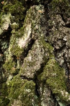 Birch rind pattern. Moss-grown trunk of aged birch tree. Close-up vertical photo Stock Photos