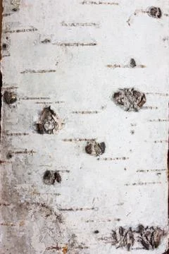 Birch rind Stock Photos